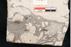 Foto (Detailansicht) von Cassia hyperborea Unger (NHMW-GEO-2024-0188-8048)